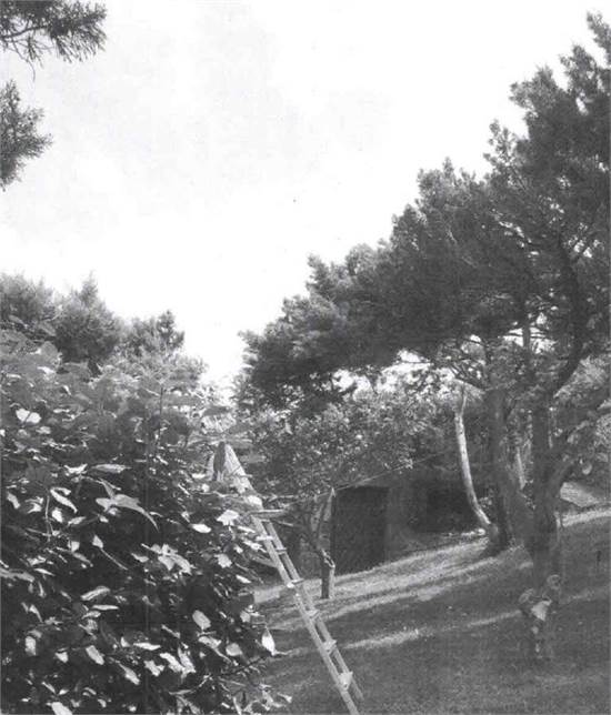 Photo 30