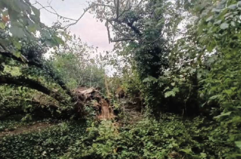 Photo 45