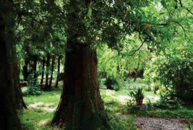 Photo 42